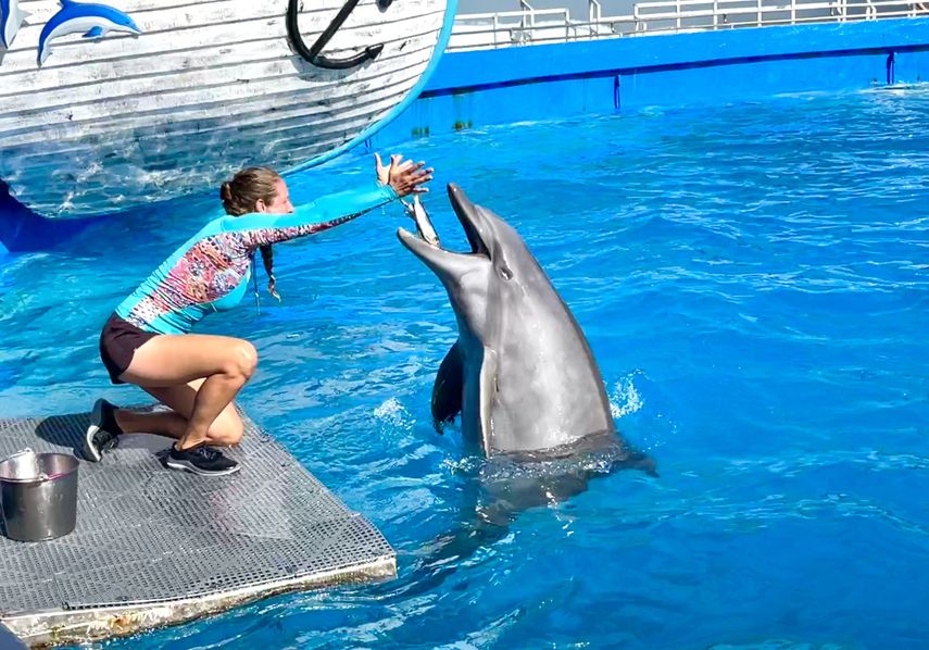 Espectáculo de los delfines en el Miami Seaquiarium.