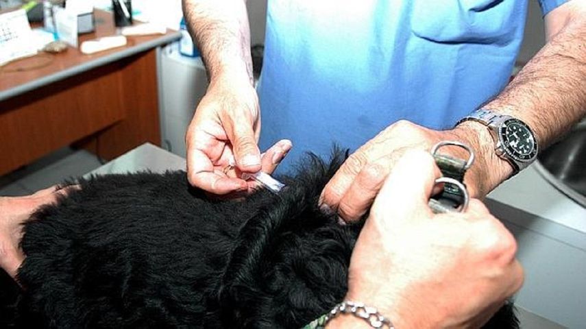 Las autoridades sanitarias instaron a los vecinos a tomar precauciones y vacunar a sus mascotas para prevenir la rabia animal.
