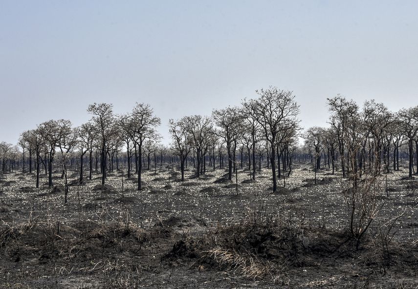 Esta foto de archivo tomada el 27 de agosto de 2019 muestra un área afectada por incendios forestales en el Parque Nacional Otuquis, en la ecorregión Pantanal de Bolivia, al sureste de la cuenca del Amazonas. Las peores pérdidas se registraron en Brasil, tres veces más alto que el siguiente país más alto, la República Democrática del Congo, según un informe de Global Forest Watch basado en datos satelitales. &nbsp;
