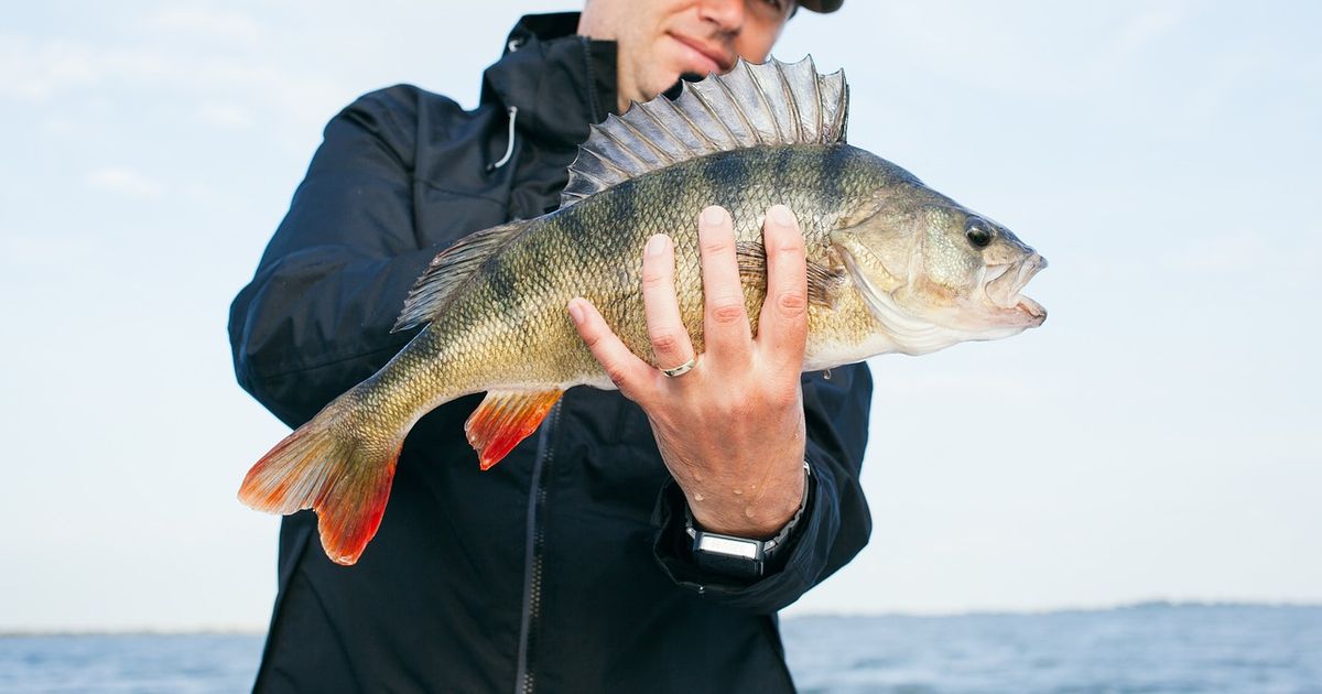 Arranca en Florida la mayor temporada de pesca del pargo rojo, tendrá 126 días en 2025
