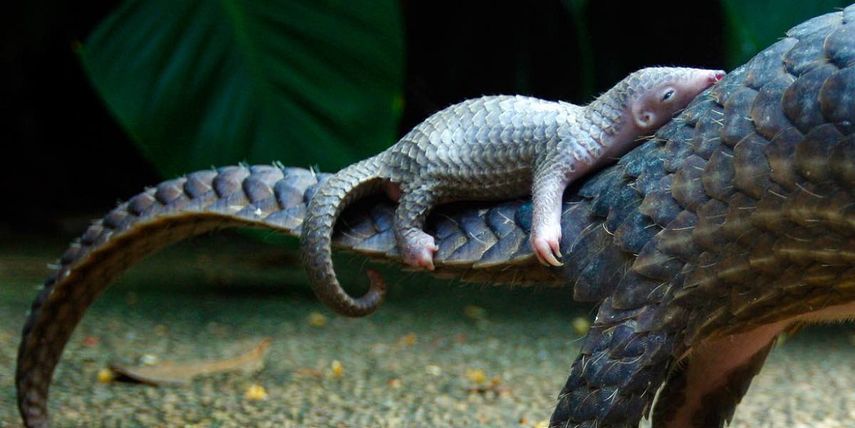 Los pangolines también son una especie que ha sido particularmente diezmada en 2017 por los contrabandistas, a pesar de que su comercio internacional está totalmente prohibido desde el pasado enero.