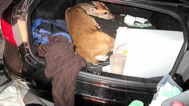 Vista de uno de los venados hallados en un auto por las autoridades de Florida.