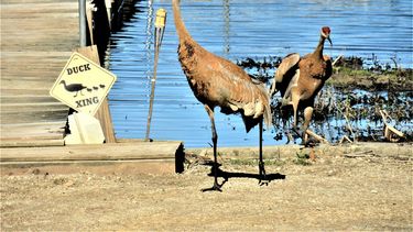 En mis 25 años (en la patrulla) había escuchado de gente que se detenía por tortugas o vacas, pero nunca vi algo como esto, una fatalidad por una grullas de las dunas, subrayó Kim Montes, portavoz de la patrulla.
