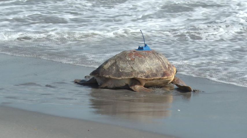 Una tortuga boba llamada Rocky es liberada al océano Atlántico el miércoles 15 de febrero de 2023, en Juno Beach, Florida.
