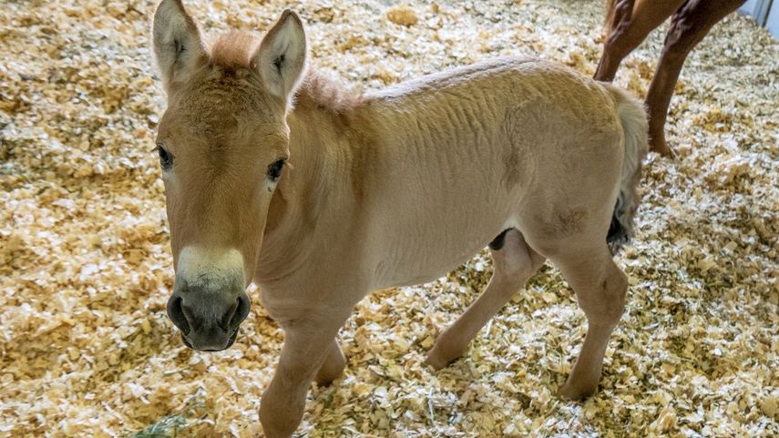 Esta foto del 1 de septiembre del 2020 proporcionada por el Zoológico de San Diego muestra a Kurt, un potro que es un clon de un caballo Przewalski, una especie en peligro de extinción.&nbsp;