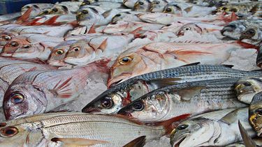 Pescadores de Venezuela enfrentan dificultades para realizar la faena y vender el pescado.