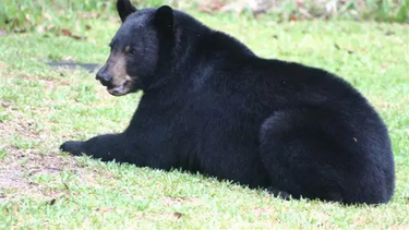 FWC estima que existan unos 4.000 osos en Florida.
