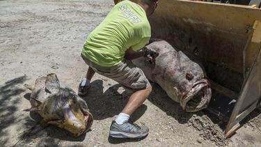 Un operario recoge un pez muerto en la playa Gulfside City Park, en Sanibel, costa oeste de la&nbsp;Florida. La marea&nbsp;roja que afecta desde hace días la costa suroeste de&nbsp;Florida&nbsp;continúa arrastrando miles de peces muertos hasta playas como la de Sanibel, una isla cuyas aguas muestran en algunas zonas el tono rojizo característico de la floración de la microalga tóxica causante de esta contaminación.&nbsp;