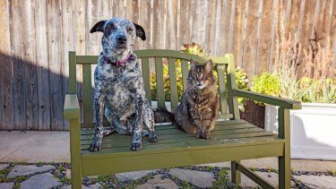 Las mascotas son miembros del hogar y necesitan cuidados.&nbsp;