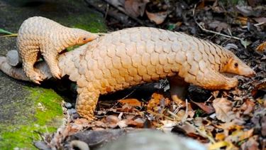 Unos pangolines en su medio natural. 