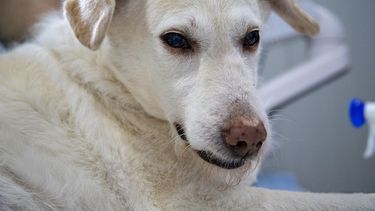 Imagen referencial a un perro