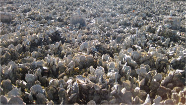 Vista de un arrecife de ostras en Florida.