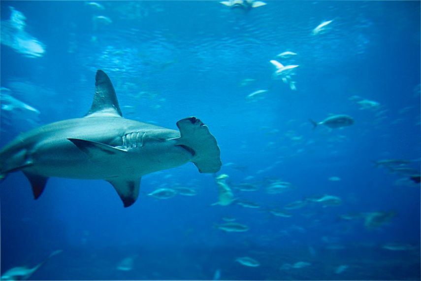 Tiburón martillo, una especie en peligro de extinción.
