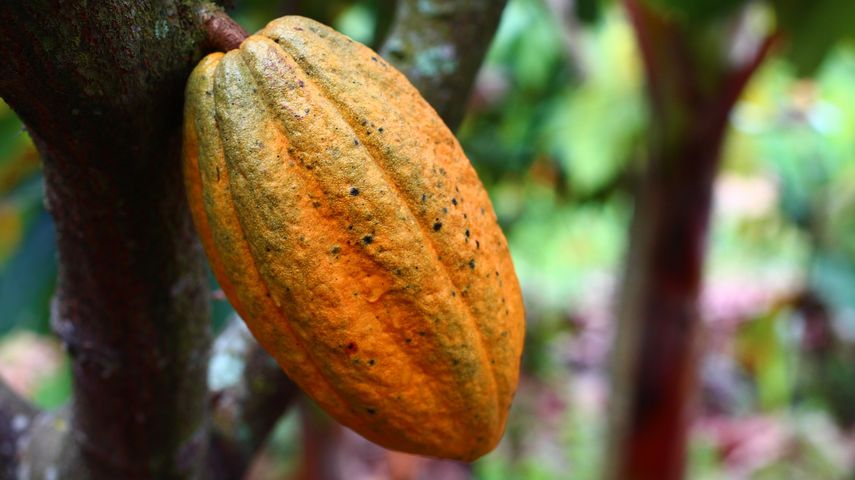 En el pueblo de Chuao, estado Aragua, Venezuela, el cacao lo es todo.