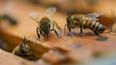 Una colonia de abejas en una colmena del patio de Nathalie Steinhauer, investigadora de abejas de la Universidad de Maryland, el miercoles 21 de junio de 2023, en College Park, Maryland.&nbsp;