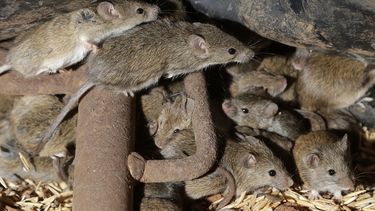 Varios ratones se escabullen el 19 de mayo de 2021 entre el grano almacenado en una granja cerca de Tottenham, Australia.&nbsp;