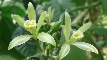 El secreto de la vainilla