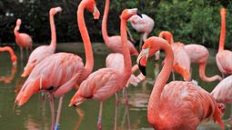 Los flamencos rosados a pesar de su gran población, estimada entre 2 y 3 millones de aves, la especie está experimentando un declive y se encuentra oficialmente clasificada como casi amenazada.