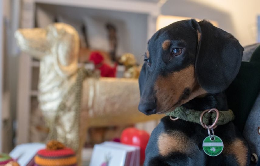 Para los perros salchicha la entrada es gratuita y además desde la organización también les garantizan una bebida de cortesía a los animales de cuatro patas.