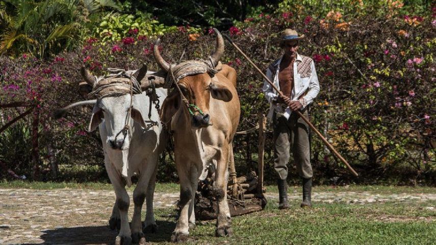 Campesinos exigen medidas urgentes para contener hambruna en Cuba