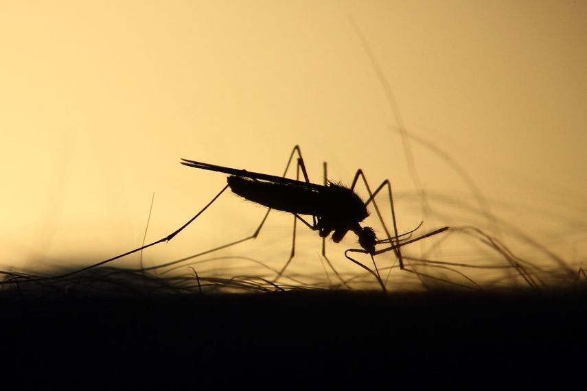 Imagen referencial de un mosquito.&nbsp;