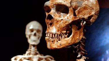 Un esqueleto reconstruido de neandertal y un esqueleto humano moderno en exhibición en el Museo de Historia Natural en Nueva York.
