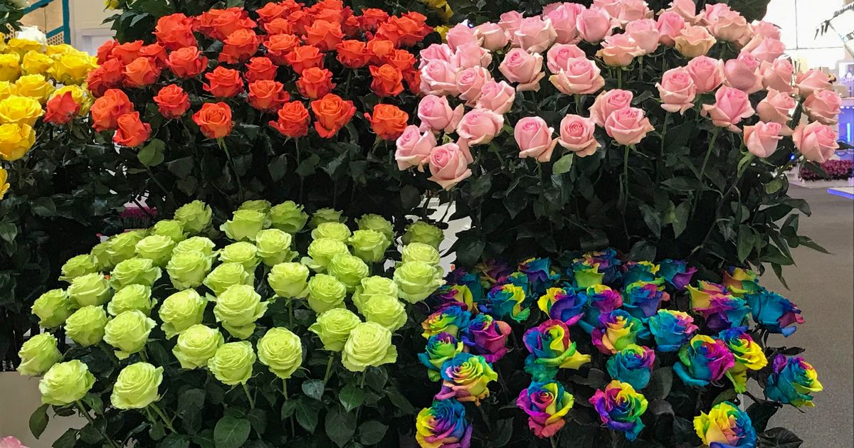 Las flores colombianas dan color a la fiesta de San Valentín