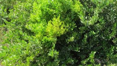 Descubren molécula microbiana que convierte las plantas en zombis