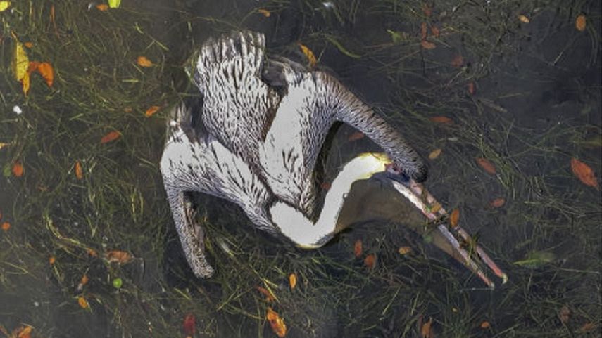 La ola de pelícanos muertos y enfermos puede estar conectada con la aparición de algún tipo de alga roja en aguas de la zona.