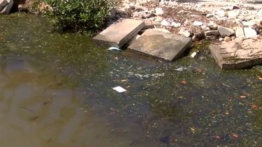 Las algas se depositan a lo largo de la costa y luegares intricados que desembocarn en el mar.