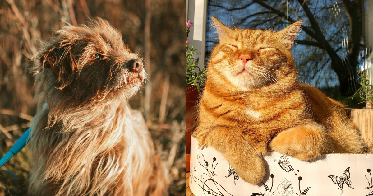 Los “días de perros” y el cuidado de nuestras mascotas