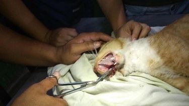 El gato herido durante la operaci&oacute;n.&nbsp;