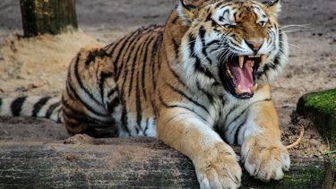 Tigre. Imagen referencial.