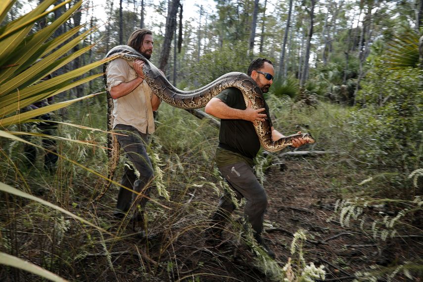 En esta imagen, tomada el 23 de octubre de 2019, Ian Bartoszek (derecha) e Ian Easterling cargan con una hembra de pit&oacute;n burmes de 14 pies de largo y 95 libras de peso, en Naples, Florida. Un macho que ten&iacute;a implantado un radio transmisor los llev&oacute; hasta la hembra, que estaba a un par de metros (yardas) de una zona residencial de lujo.&nbsp;