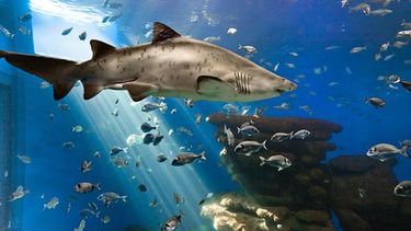 La piel del tiburón está cubierta con millones de escamas microscópicas y agudas que se sobreponen, y por décadas se ha creído que esa textura da a los animales una mayor eficiencia en su desplazamiento por el agua. (ARCHIVO)