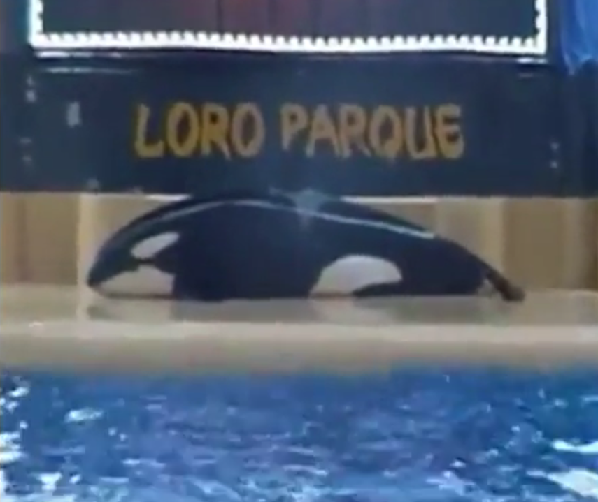 La orca Morgan, propiedad de la compañía SeaWorld, supuestamente intentó cometer suicidio ante los turistas en el Loro Parque de las islas Canarias (España). El animal se deslizó hacia la plataforma cerca de su tanque y permaneció casi inmóvil en el lu