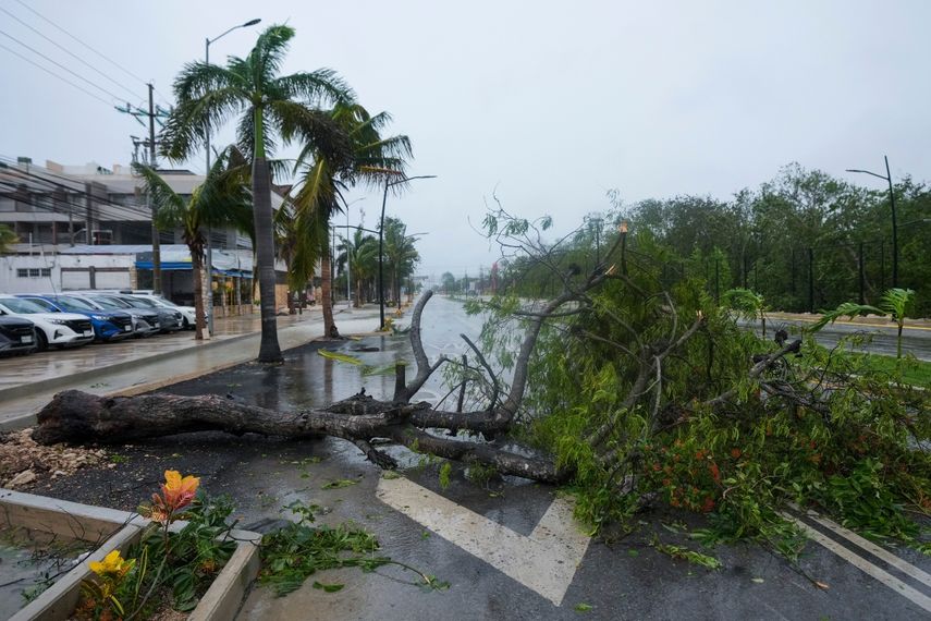 Un árbol arrancado de raíz por el huracán Beryl yace en una calle de Tulum, México, el viernes 5 de julio de 2024.