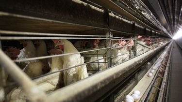 Gallinas en sus jaulas en una granja en Iowa, el 16 de noviembre de 2009. Cuatro personas, todas trabajadores de explotaciones avícolas en Colorado, padecen gripe aviar, según dijeron autoridades de salud el domingo 14 de junio de 2024.&nbsp;