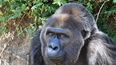Fotograf&iacute;a sin fecha de Trudy proporcionada por el zool&oacute;gico de Little Rock, Arkansas. Trudy, la gorila occidental de llanura en cautiverio m&aacute;s vieja de la que se tiene conocimiento, ha muerto, inform&oacute; el zool&oacute;gico de Little Rock. Ten&iacute;a 63 a&ntilde;os.&nbsp;